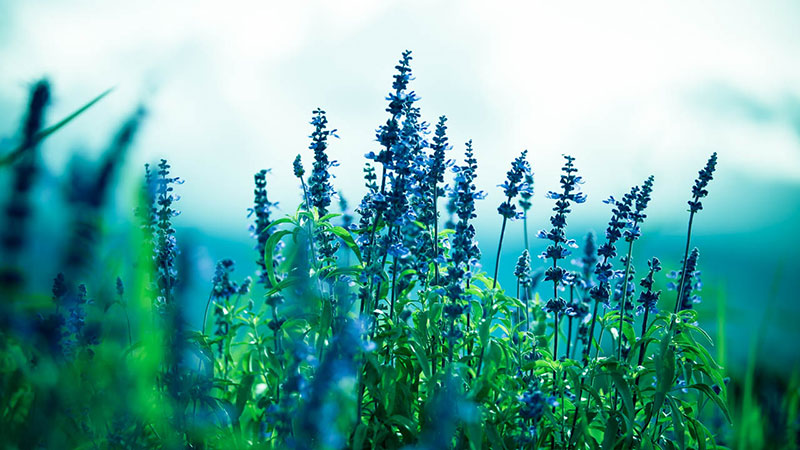 萨龙网络集成Buddypress+Bbpress社区论坛功能